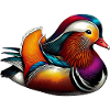 Mandarin duck