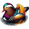 Canard mandarin