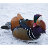 Mandarin duck