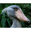 Shoebill stork