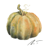 Musquée de Provence pumpkin