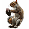 Squirrel