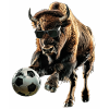 Bison