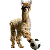 Alpaca