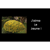 Streetwear j'aime le jaune