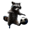 Raccoon