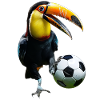 Toucan