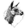 Lama