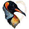Pingouin