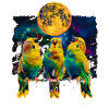 Budgie Budgie Parrot Howling Moon