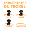 entrainement chien teckel 1