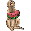 Meerkat Watermelon