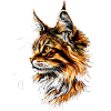 Maine Coon Kat Kat Mor Kat Maine Coon Katte