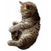 Katze