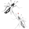 Cricket avec insecte cœur
