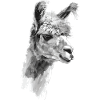 Alpaga