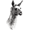 Lama