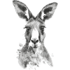 Kangaroo