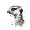 Suricate
