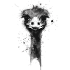 Ostrich