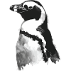 Pinguin