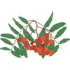 Rowan berries