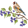 Bunter Vogel