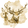 Cerf et biche