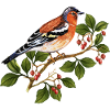 Bunter Vogel