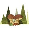 fungi