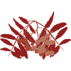 Abstract rowan berry