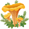 Chanterelles