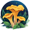 Chanterelles night