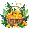 Mushroom basket chanterelle