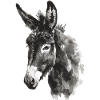 Donkey