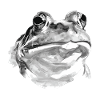 Grenouille