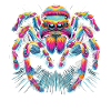 Spider