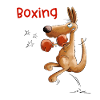 Känguru Boxer Dna
