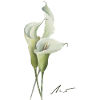 Lys Calla aquarelles