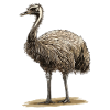 Emus Emu