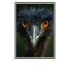 Emus Emu