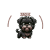 Café et Affenpinscher