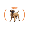 Kaffee und Assyrian Mastiff