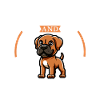 Café et Dogue Brasileiro