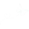 Butterfly Love