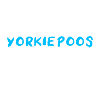 Yorkiepoo