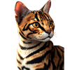 Bengala Gatto Leopardo Gatto Leopardette Bengala Gatti