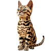 Kot bengalski Kot lamparc Leopardette Koty bengalskie