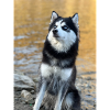 Husky