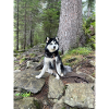 Husky